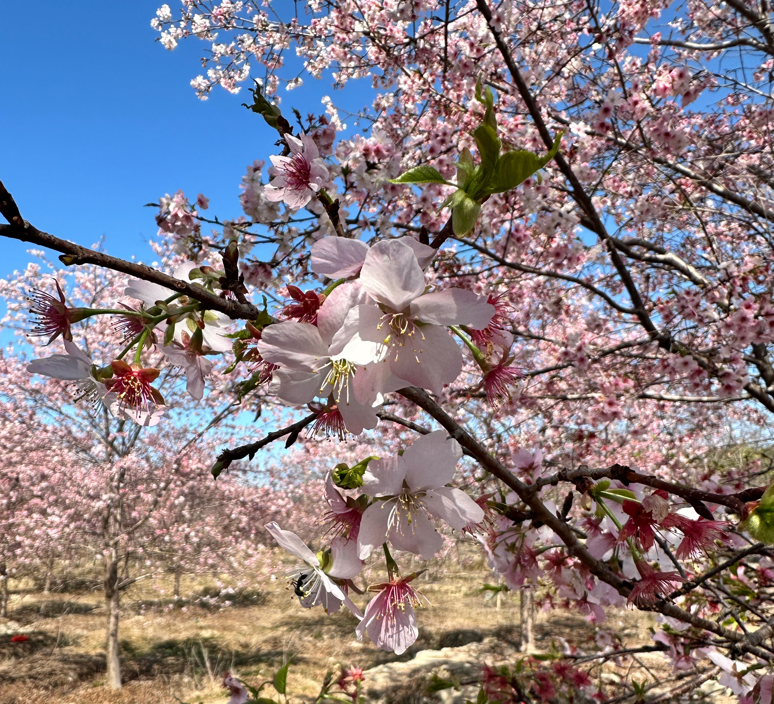 绕村过园，与温柔不期而遇